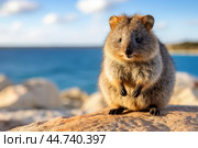 Cute Quokka in the wild. Стоковое AI-изображение, AI-художник Veniamin Kraskov / Фотобанк Лори