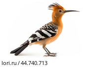 Eurasian hoopoe (Upupa epops) on white background. Стоковое AI-изображение, AI-художник Veniamin Kraskov / Фотобанк Лори