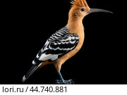 Eurasian hoopoe (Upupa epops) in the wild. Стоковое AI-изображение, AI-художник Veniamin Kraskov / Фотобанк Лори