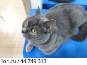Серая кошка, шартрез, британец с жёлтыми глазами на синей кушетке, банкетке. A gray cat, chartreuse, a British shorthair with yellow eyes on a blue couch, a bench. Стоковое фото, фотограф Юрий Пуликов / Фотобанк Лори