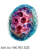 Human cell showing organelles inside with nucleus and cytoplasm. Стоковое AI-изображение, AI-художник Иван Рябоконь / Фотобанк Лори