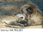 Portrait of a Canadian wolf. The strength and power of wildlife in the eyes of a wild beast. Concepts of courage, confidence, independence, freedom. Natural light. Стоковое фото, фотограф YuryKara / Фотобанк Лори