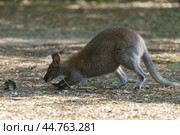 Photography of brown kangaroo. Bennett's wallaby in sunny summer. She jumping and sniffing ground. High resolution image. Стоковое фото, фотограф YuryKara / Фотобанк Лори