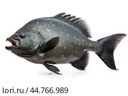 Piranha fish (Pygocentrus nattereri) close up. Стоковое AI-изображение, AI-художник Veniamin Kraskov / Фотобанк Лори