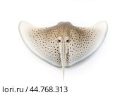 Shark ray fish close-up. Стоковое AI-изображение, AI-художник Veniamin Kraskov / Фотобанк Лори