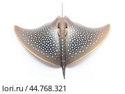 Shark ray fish close-up. Стоковое AI-изображение, AI-художник Veniamin Kraskov / Фотобанк Лори
