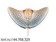 Shark ray fish close-up. Стоковое AI-изображение, AI-художник Veniamin Kraskov / Фотобанк Лори