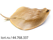 Shark ray fish close-up. Стоковое AI-изображение, AI-художник Veniamin Kraskov / Фотобанк Лори