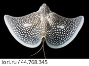 Shark ray fish close-up. Стоковое AI-изображение, AI-художник Veniamin Kraskov / Фотобанк Лори