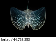 Shark ray fish close-up. Стоковое AI-изображение, AI-художник Veniamin Kraskov / Фотобанк Лори