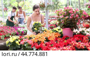 Focused young Spaniard woman in light white dress examining brightly colored flowers of begonia x hiemalis in pots, looking for decorative plants to adorn yard in garden store. Стоковое видео, видеограф Яков Филимонов / Фотобанк Лори
