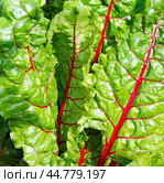 Beet leaf. Листья мангольда. Стоковое фото, фотограф Roman B. / Фотобанк Лори