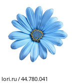 Single blue osteospermum showing petals and stigma. Стоковое AI-изображение, AI-художник Иван Рябоконь / Фотобанк Лори