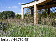 Мя́тлик лугово́й (лат. Poa praténsis) Стоковое фото, фотограф Андрей Иванов / Фотобанк Лори