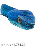 Blue viper snake slithering with scales showing on white background. Стоковое AI-изображение, AI-художник Иван Рябоконь / Фотобанк Лори