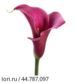 Purple calla lily flower blooming on white background. Стоковое AI-изображение, AI-художник Иван Рябоконь / Фотобанк Лори