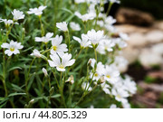 White flowers of Stellaria holostea closeup. Stellaria holostea, the addersmeat or greater stitchwort, is a perennial herbaceous flowering plant in the carnation family Caryophyllaceae. Стоковое фото, фотограф Оксана Медведева / Фотобанк Лори