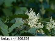 Reynoutria Sakhalin flowers in an autumh park. Стоковое фото, фотограф Александр Курлович / Фотобанк Лори