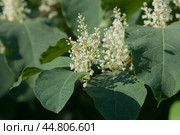 Reynoutria Sakhalin flowers in an autumh park. Стоковое фото, фотограф Александр Курлович / Фотобанк Лори