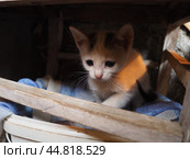 Small white kitten with a black spot on its head. A yard kitten plays with a stick, sitting in a wooden box with a rag. Countryside pets. Animal behavior, play and hunting. Funny game with a cat. Стоковое фото, фотограф Юлия Петровская / Фотобанк Лори