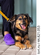 A brown and black dog laying next to a person with purple crocs. Стоковое фото, фотограф Аксенова Вера / Фотобанк Лори