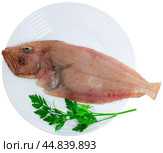 Raw four-spot megrim with greens and lemon on plate. Стоковое фото, фотограф Яков Филимонов / Фотобанк Лори