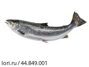 Whole uncut salmon carcass on white background. photos for markets, shops and restaurants. carcass of atlantic salmon. Стоковое фото, фотограф Павел Муравьев / Фотобанк Лори