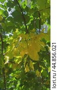 Vertical video of autumn foliage of deciduous tree elm (Lat. Ulmus L). Natural background of green and yellow foliage swaying in breeze on sunny September day. Seasonal nature backdrop. Стоковое видео, видеограф Виктория Катьянова / Фотобанк Лори