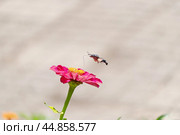 Бражник завис над цветком. Стоковое фото, фотограф MК / Фотобанк Лори