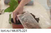 A female gardener pours coconut chips for drainage into a flower pot for planting a Monstera Albo houseplant. The growth of indoor flowers depends on proper soil care and regular repotting by florist. Стоковое видео, видеограф Андрей Журавлев / Фотобанк Лори