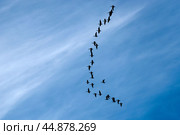 Клин птиц на фоне неба улетающих в тёплые края на зимовку. Стоковое фото, фотограф Людмила Капусткина / Фотобанк Лори