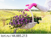 A woman holds a basket full of comfrey, wild flowers used in folk medicine, and also as a spice, another name is Phlomoides tuberosa. Стоковое фото, фотограф Сергей Чайко / Фотобанк Лори