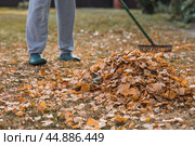 A bunch of autumn leaves and a woman is doing a general cleaning in the garden. In autumn, people clean the lawn of dry leaves. Gardening. Garden cleaning. Стоковое фото, фотограф Photojuli / Фотобанк Лори