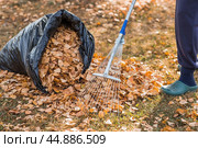 A bunch of autumn leaves and a woman is doing a general cleaning in the garden. In autumn, people clean the lawn of dry leaves. Gardening. Garden cleaning. Стоковое фото, фотограф Photojuli / Фотобанк Лори