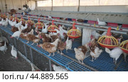 View of laying hens in farm poultry house equipped with grain feeding troughs for birds. Стоковое видео, видеограф Яков Филимонов / Фотобанк Лори