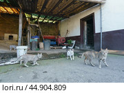 Group of homeless cats on the city street. Стоковое фото, фотограф YuryKara / Фотобанк Лори