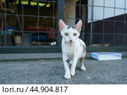 Alone homeless spotted a little sick cat standing on the city street. Стоковое фото, фотограф YuryKara / Фотобанк Лори