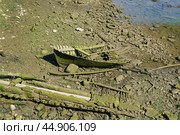 Almost destroyed fishing boat. Стоковое фото, фотограф YuryKara / Фотобанк Лори