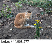 Портрет рыжего кота. Стоковое фото, фотограф Мартыщенко Надежда / Фотобанк Лори