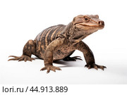 Giant Indonesian varanus (Varanus komodoensis) on white background. Стоковое AI-изображение, AI-художник Veniamin Kraskov / Фотобанк Лори