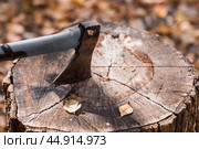 An axe will be stuck into a wooden log. Harvesting firewood for the winter season. Logging on the background of the forest. Lumber, wood-cutting tools. Стоковое фото, фотограф Photojuli / Фотобанк Лори
