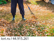 A bunch of autumn leaves and a woman is doing a general cleaning in the garden. In autumn, people clean the lawn of dry leaves. Gardening. Garden cleaning. Стоковое фото, фотограф Photojuli / Фотобанк Лори