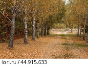 Beautiful autumn landscape. Russian nature and culture. Background of birch trees, wood texture. Birch with falling leaves in late autumn. Стоковое фото, фотограф Photojuli / Фотобанк Лори