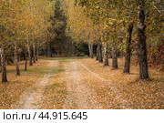 Beautiful autumn landscape. Russian nature and culture. Background of birch trees, wood texture. Birch with falling leaves in late autumn. Стоковое фото, фотограф Photojuli / Фотобанк Лори