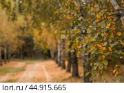 Beautiful autumn landscape. Russian nature and culture. Background of birch trees, wood texture. Birch with falling leaves in late autumn. Стоковое фото, фотограф Photojuli / Фотобанк Лори