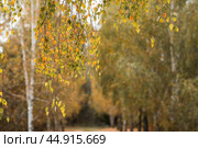 Beautiful autumn landscape. Russian nature and culture. Background of birch trees, wood texture. Birch with falling leaves in late autumn. Стоковое фото, фотограф Photojuli / Фотобанк Лори