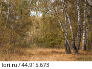 Beautiful autumn landscape. Russian nature and culture. Background of birch trees, wood texture. Birch with falling leaves in late autumn. Стоковое фото, фотограф Photojuli / Фотобанк Лори
