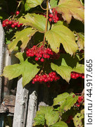 Ripe berries of red viburnum (Viburnum opulus) in a summer garden. Стоковое фото, фотограф Александр Курлович / Фотобанк Лори