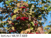 Ripe berries of red viburnum (Viburnum opulus) in a summer garden. Стоковое фото, фотограф Александр Курлович / Фотобанк Лори