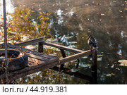 Ducks on the Trubezh river in Pereslavl-Zalessky early in the morning at dawn. Стоковое фото, фотограф Photojuli / Фотобанк Лори